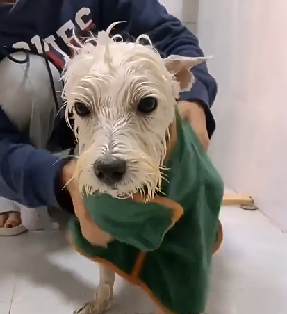 Dog bathrobe soft stretch wrap, photo 5